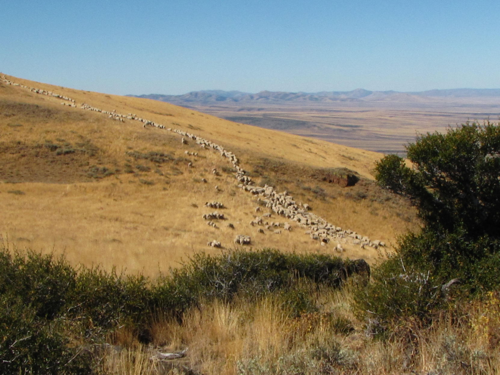 Sheep